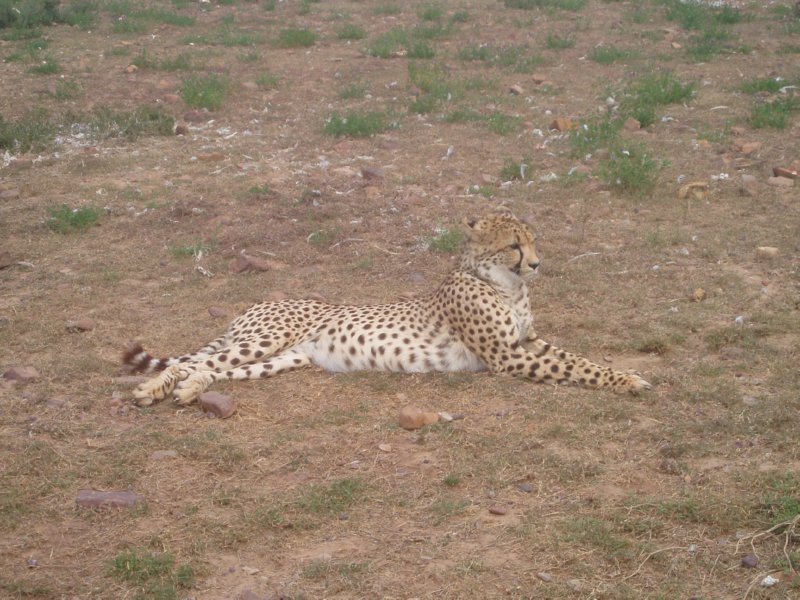 KeHa_in_South_Africa - 222